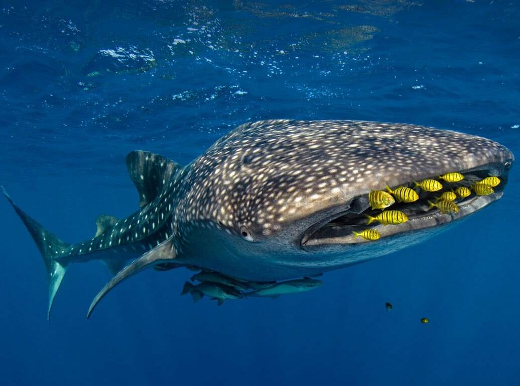 Whale shark, Size, Diet, & Facts