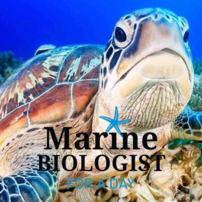 marine biologist for a day