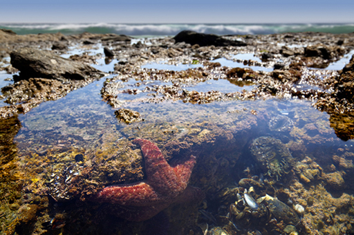 ocean rockpool tour