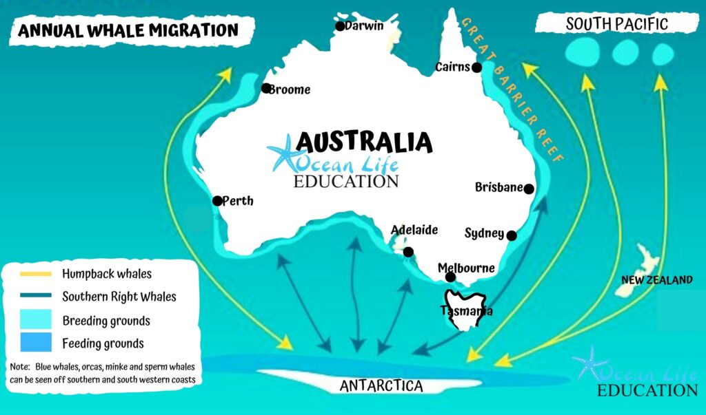 australian humpback whale migration map