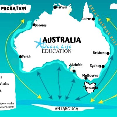 humpback whale migration map