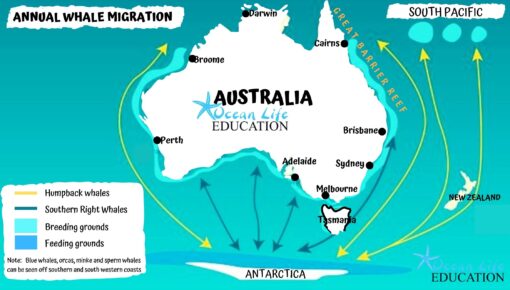 humpback whale migration map