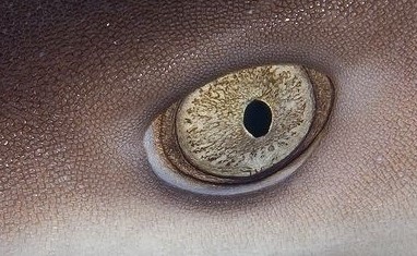 colour changing sharks