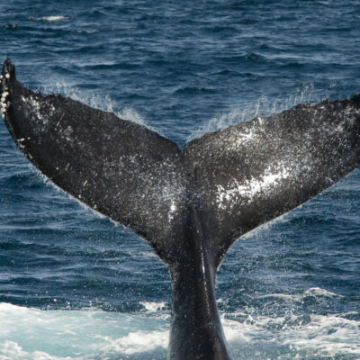 Humpback whale