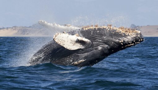 humpback whale