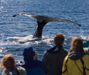 whale watching tours