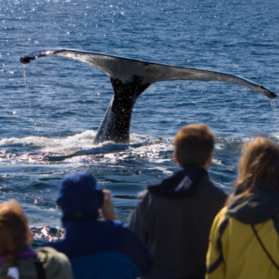 queensland humpback whale migration guide