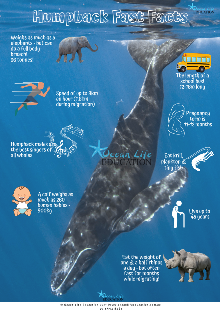 humpback fast facts