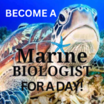 marine biologist for a day