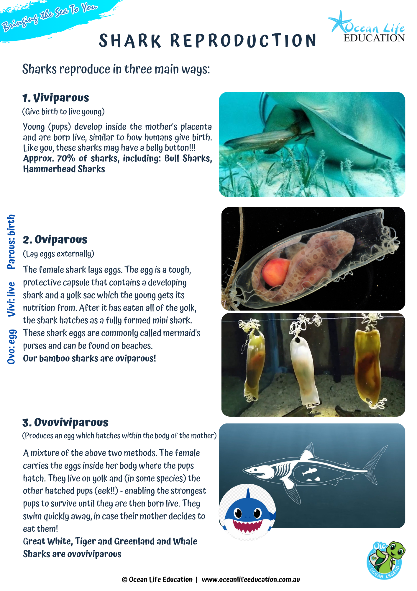 marine life cycles Archives Ocean Life Education