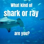 shark personaility quiz