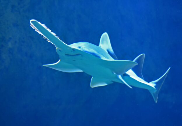 saw head shark