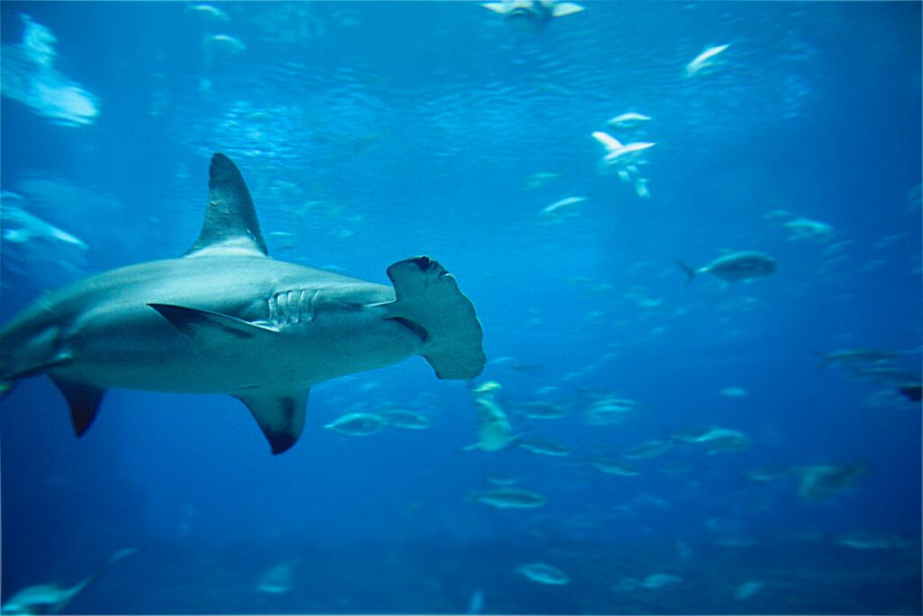 shark and ray awareness day australia