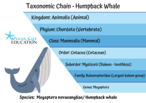 Classifying Humpback Whales