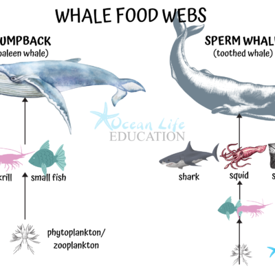 Whale Food webs