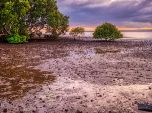 Mangrove