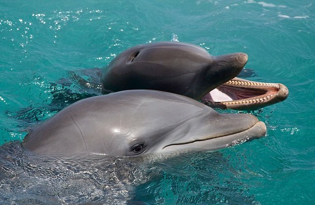 dolphin talk