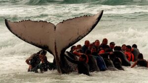 Whale Rescue Coolum 1996 Whale Rescue Coolum 1996