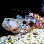 pistol shrimp and gobie