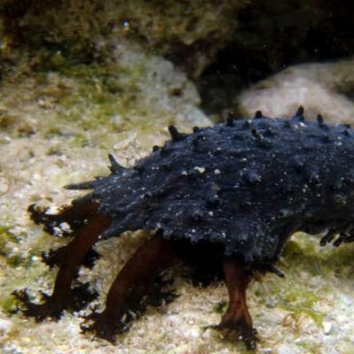 black sea cucumber factsheet