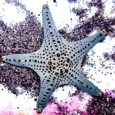 sand sea start factsheet