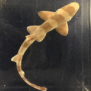 Bamboo Shark fact sheet