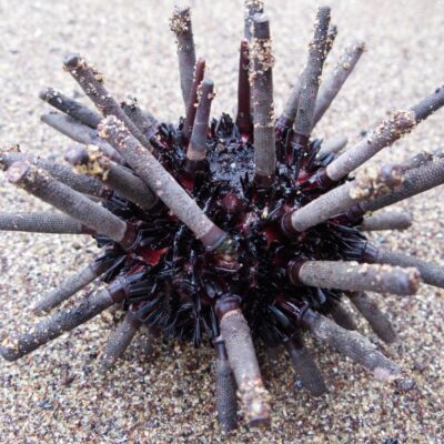 pencil urchin factsheet