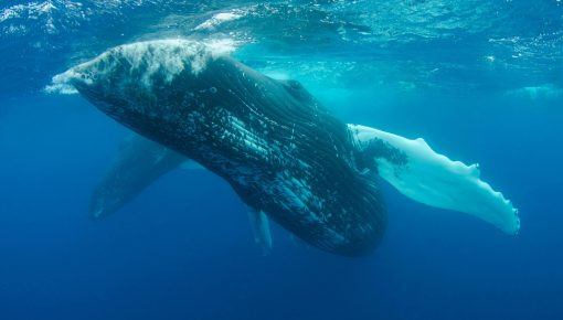 Humpback whale
