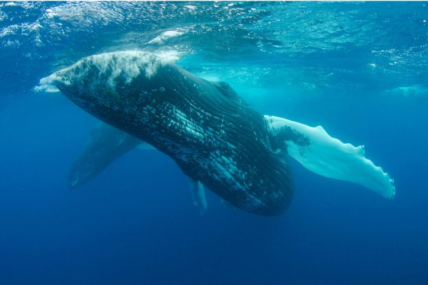 Humpback whale