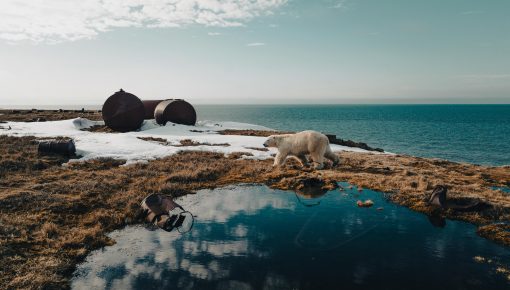 polar bear habitat