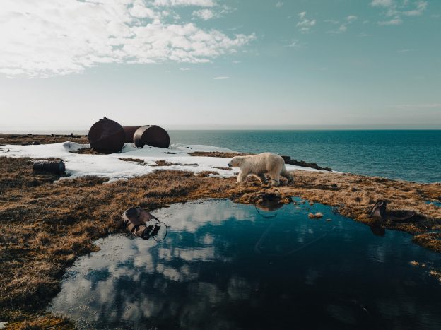 polar bear habitat