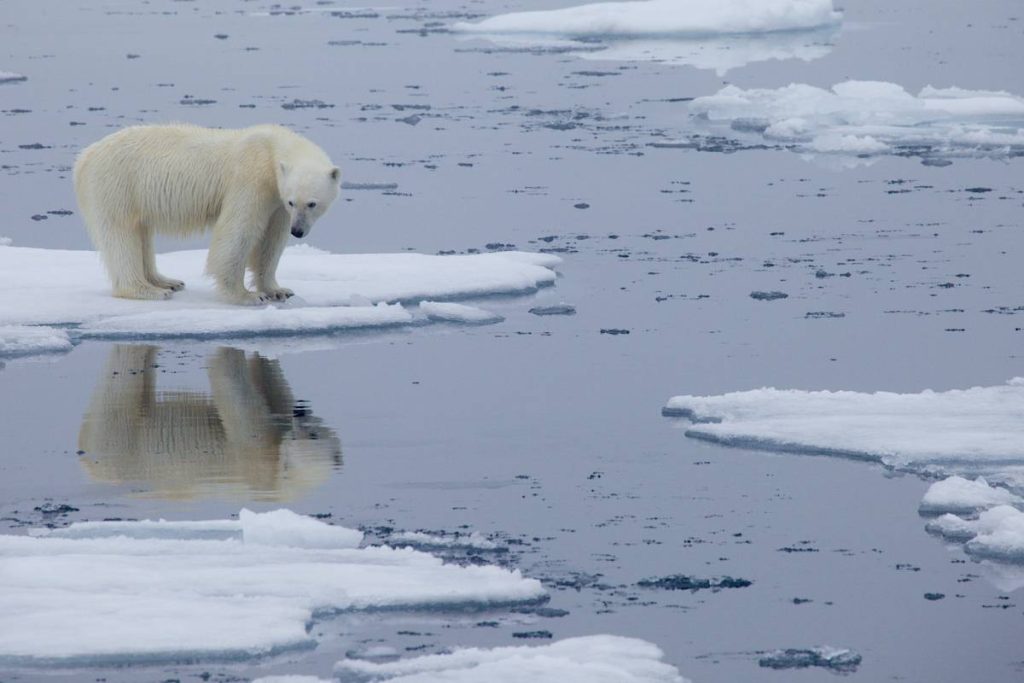 Polar Bear on Ice