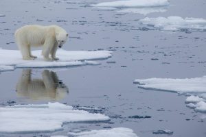 Polar Bear on Ice