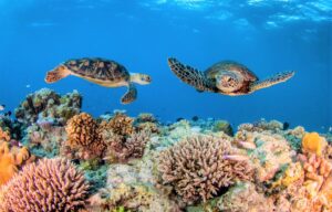 Great Barrier Reef coral