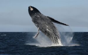 open ocean habitat Australia
