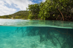 mangroves Australia