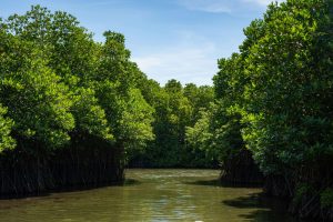 mangrove habitat