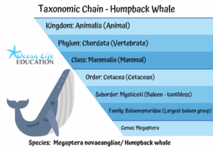 Humpback taxonomic chain