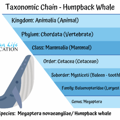 Humpback taxonomic chain