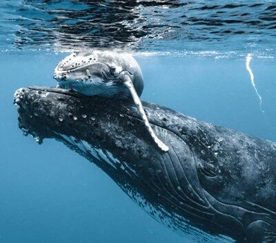 Humpback Classification
