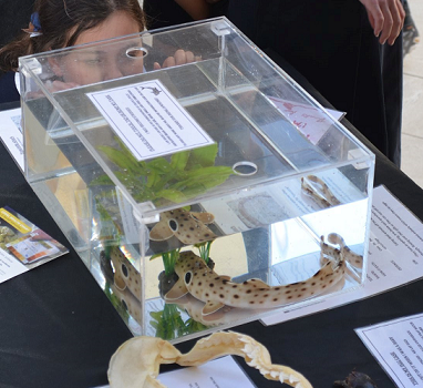 Interactive Marine Displays