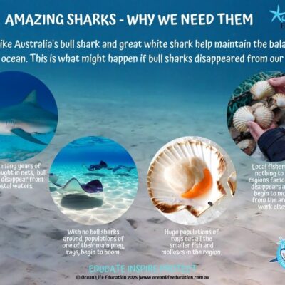 shark food chain infographic