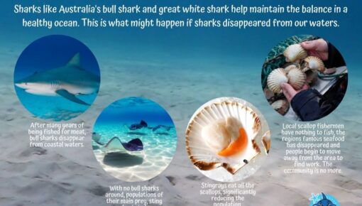 Why We Need Sharks Infographic