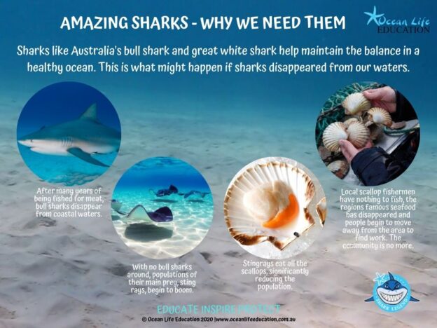 Why We Need Sharks Infographic