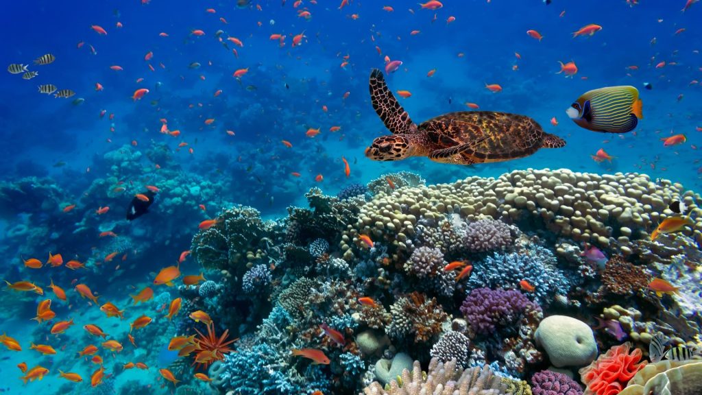 Marine Biodiversity