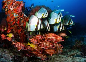 Ocean Biodiversity