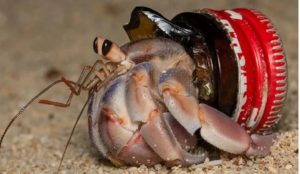 hermit crab adaptation bottle top