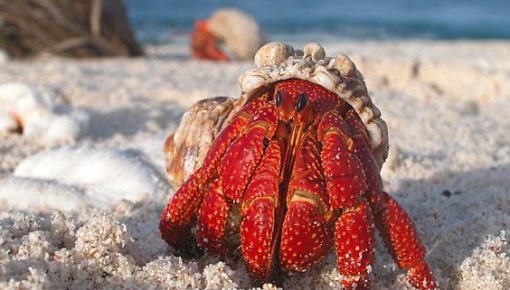 Hermit crab adaptation