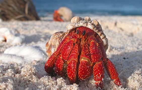 Hermit crab adaptation