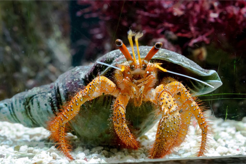 Hermit crab adaptation